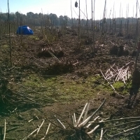 14471000365222_20151104_pripremaJesenjihSadnica (4).jpg